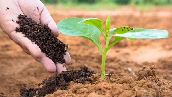 Bàn tay cầm phân bón hữu cơ bên cây con mới trồng